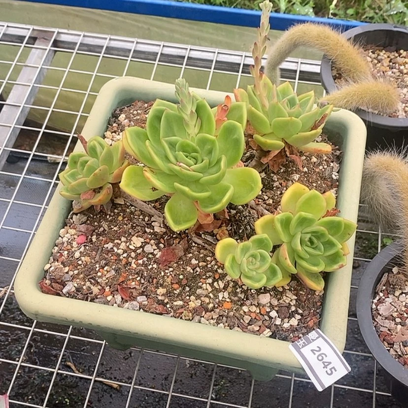 【闪购商品】霓虹2645