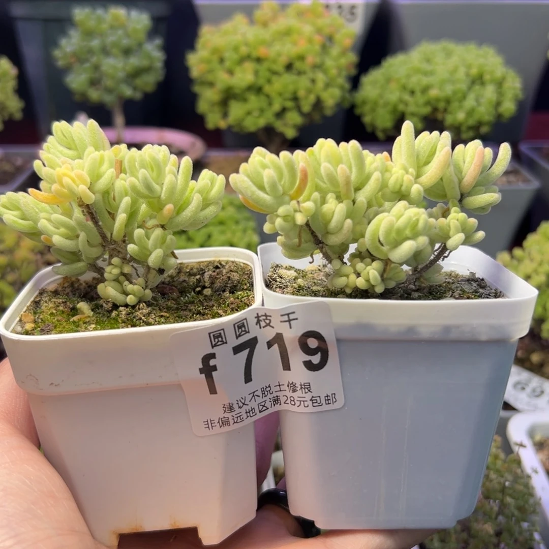 719组合福利两个橙叶锦