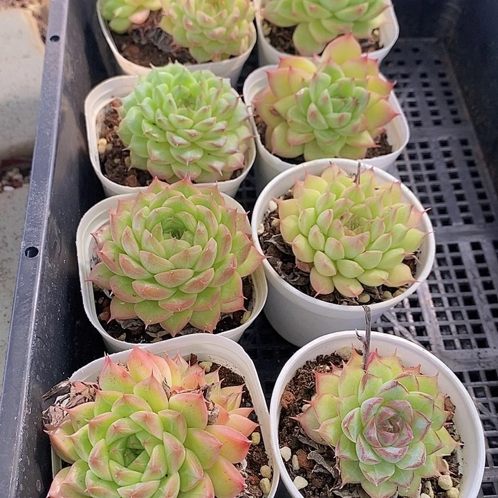 14 多肉植物盆栽花卉