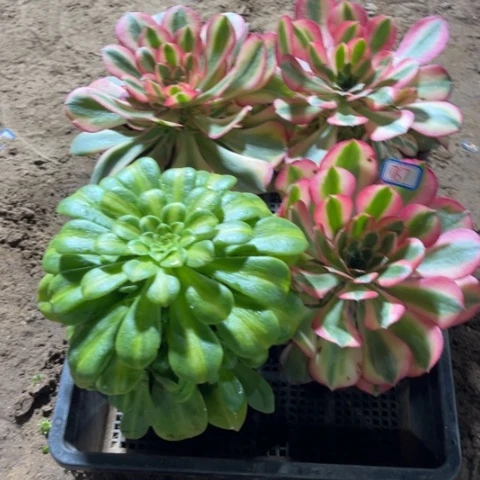 ?****?767多肉植物组合