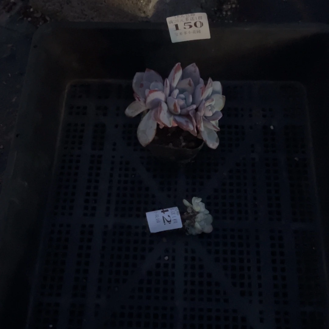 T****150号。一物一拍。辛苦了小助手