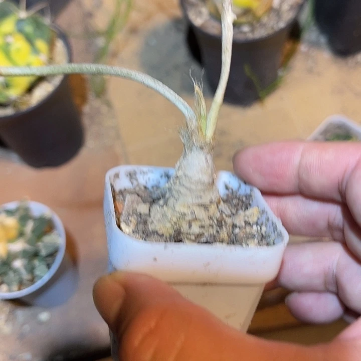 无花朵实生美杜莎一物一拍下单包邮