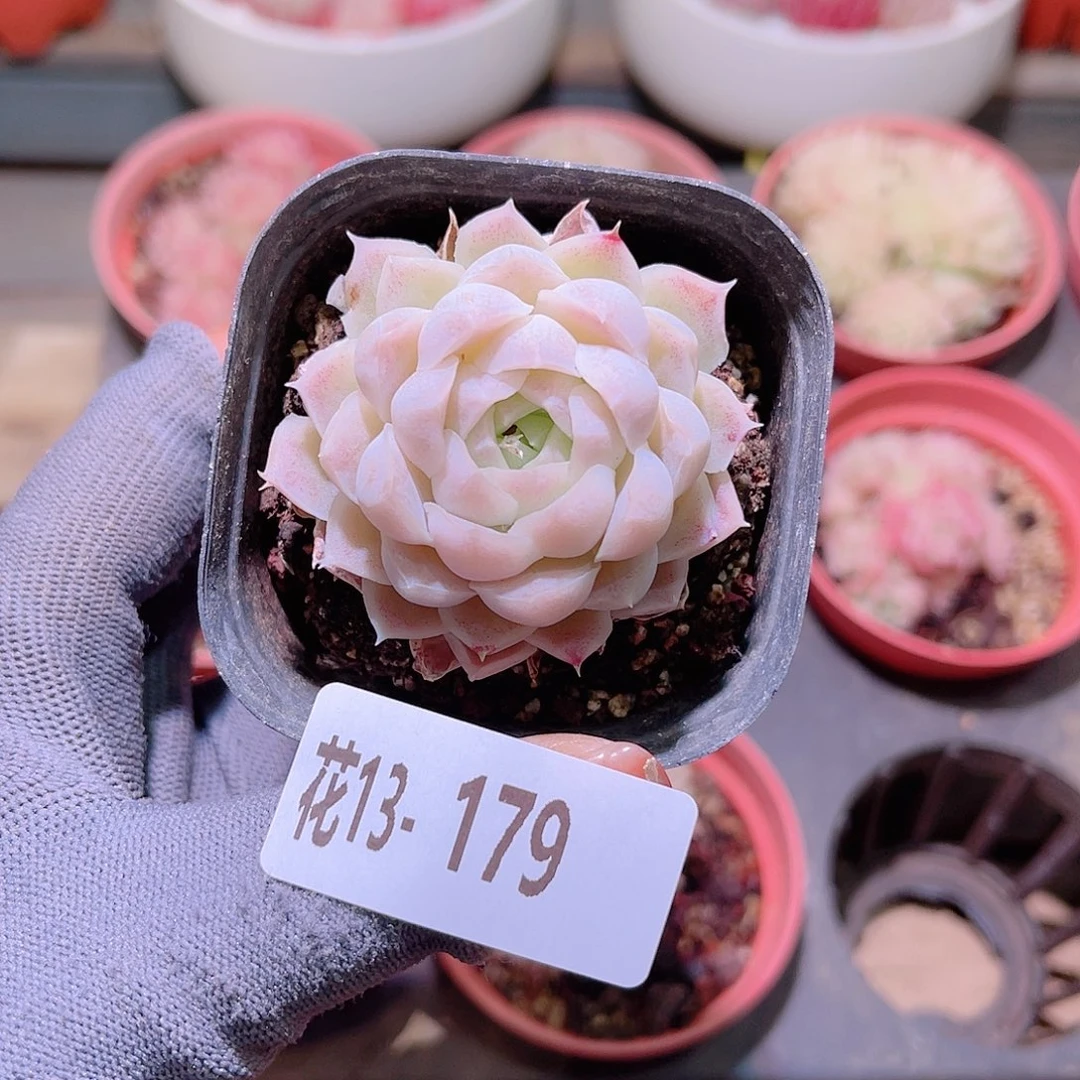 花13-179白月影单头