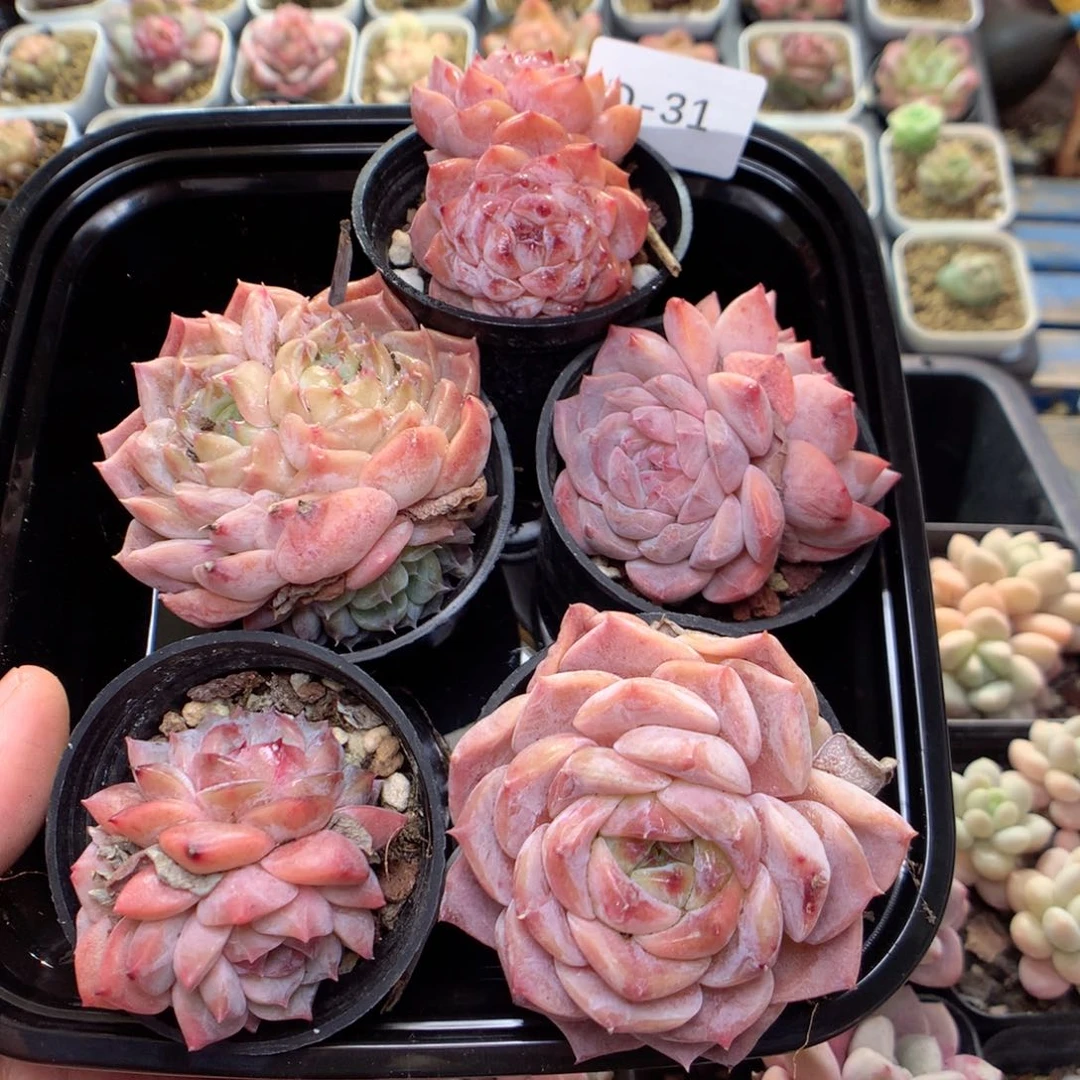 D31 ，柿子多肉20包邮，偏远地区不发货