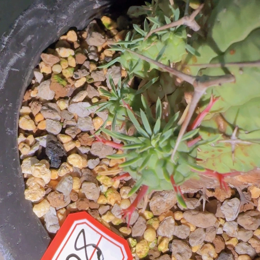 ?****毅块根植物块根植物