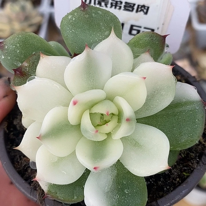 162宽锦娃娃哈哈哈哈哈