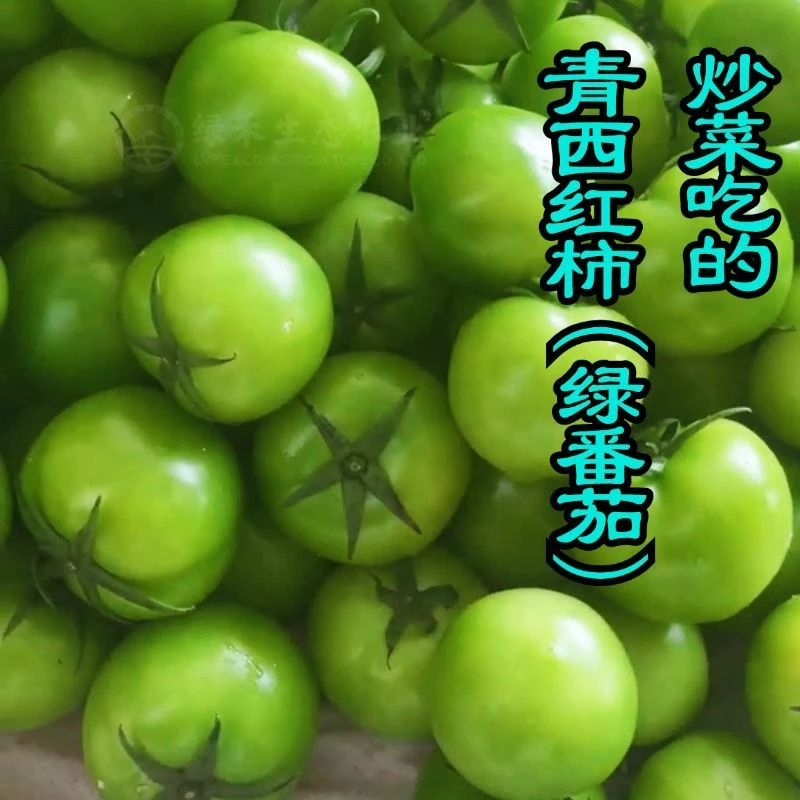 （绿果）铁皮柿子新鲜青番茄炒菜蔬菜现摘现发农家自种西红柿青色