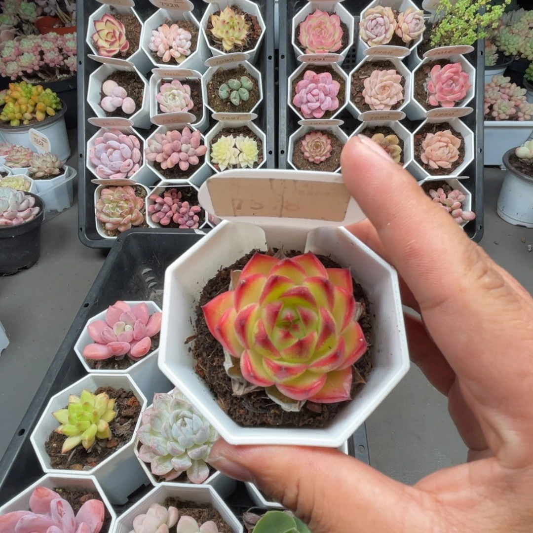 7378月亮石 4.0厘米