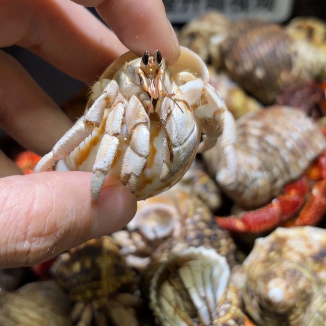 活体宠物 不退不换 5