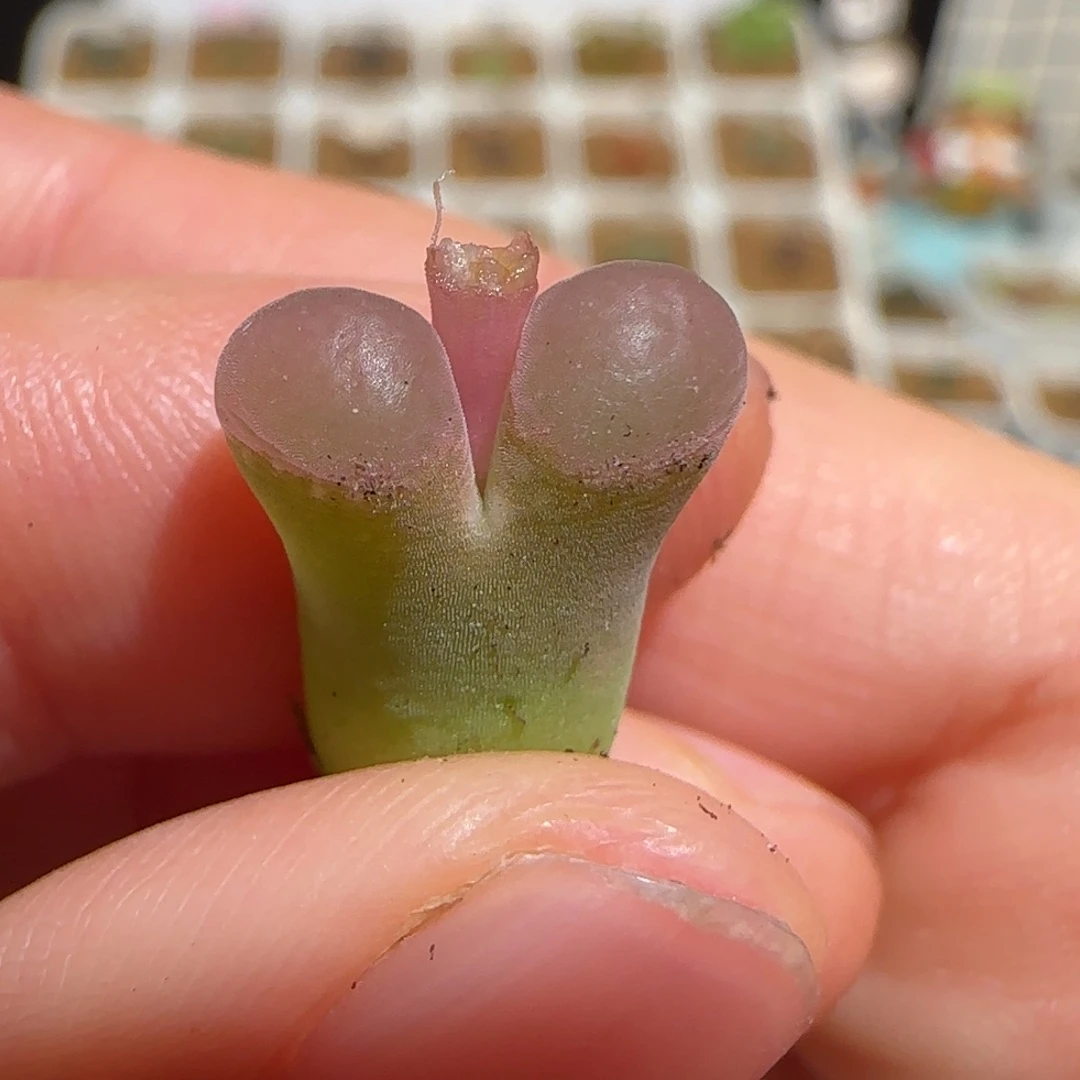 肉锥多肉植物百科-粉樱36