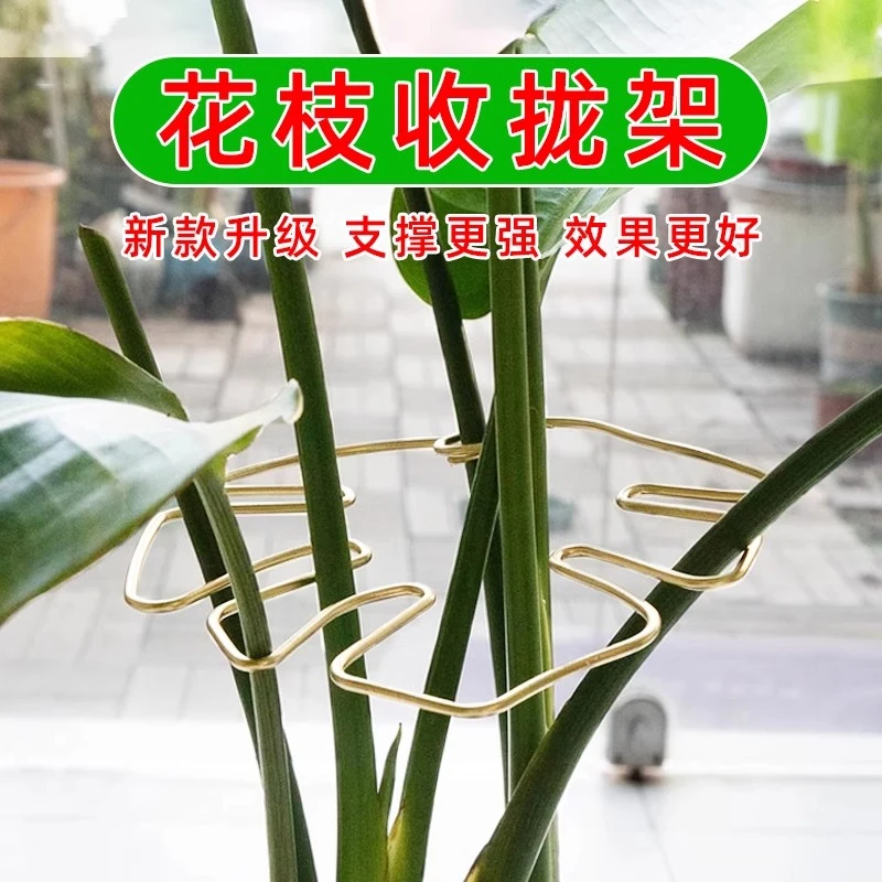 龟背竹支撑杆天堂鸟防倒伏支架春羽水培植物固定器园艺定型收拢架