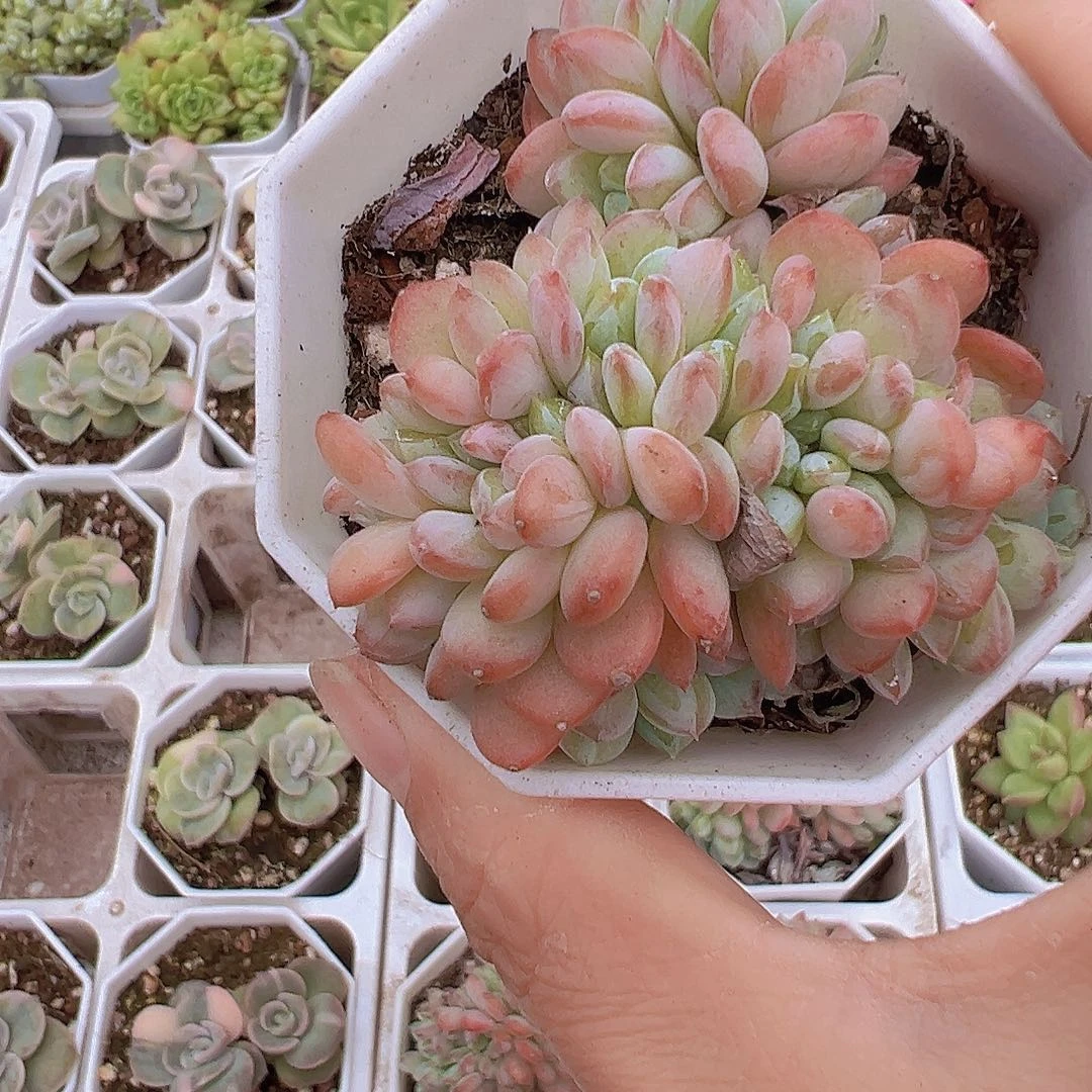 粉珍妮缀化19包邮多肉