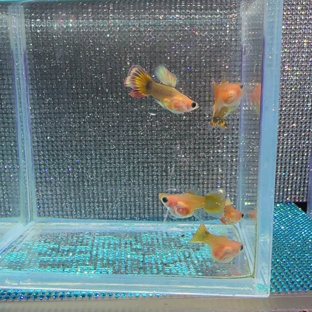 孔雀鱼玖****?玻璃猫三对