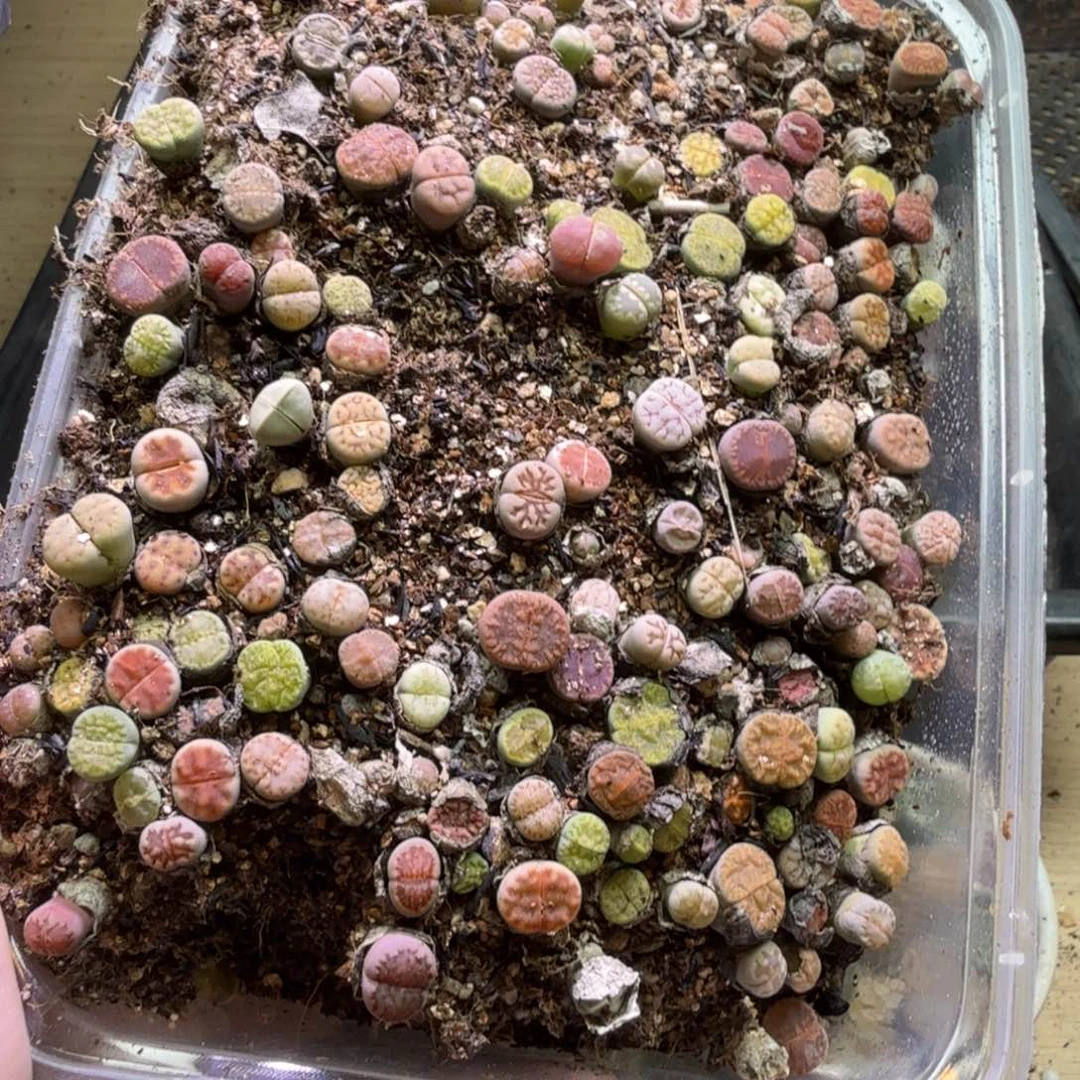 小***爸多肉葡萄等经济果品79