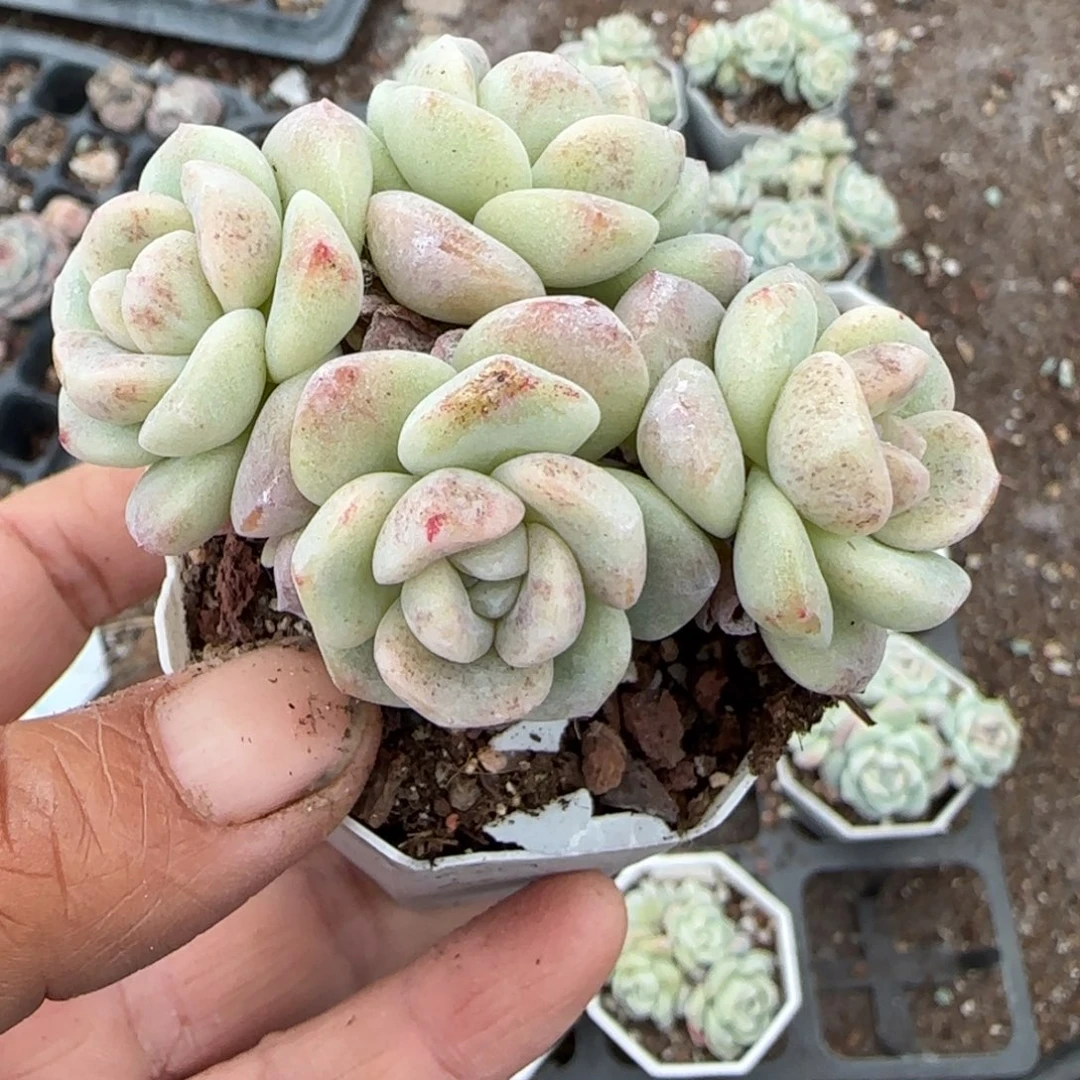 多肉小卡拉米糖心一物一拍