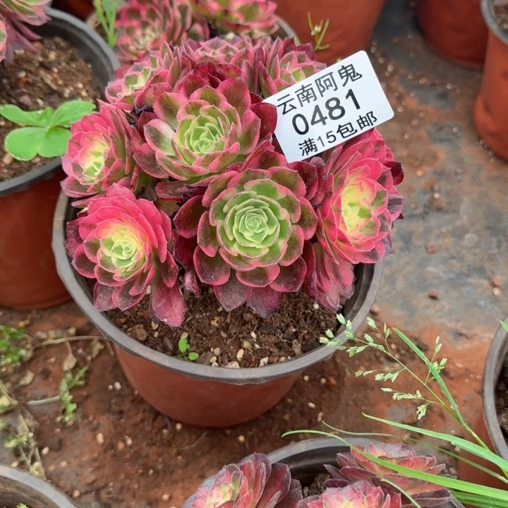 481号海仙手捧花啊啊