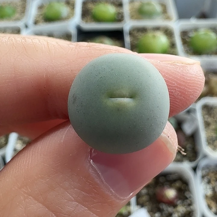 老马生石花1.4v嘴261