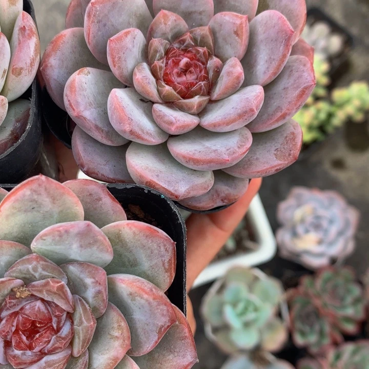 冰魄 （满9.99包邮不满9.99发叶子）