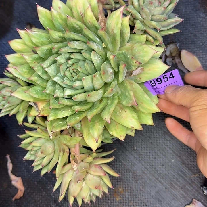 宋***.凸起956 多肉植物一物一拍