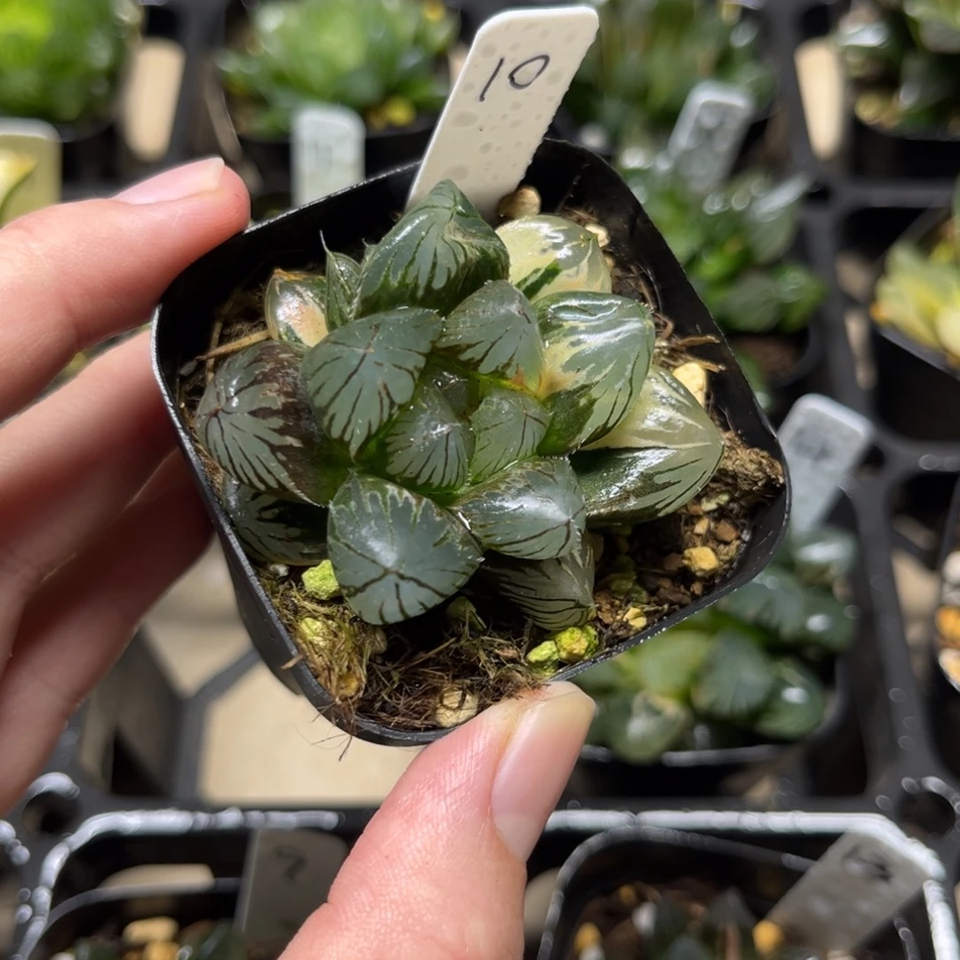 10龙爪玉露锦一物一拍