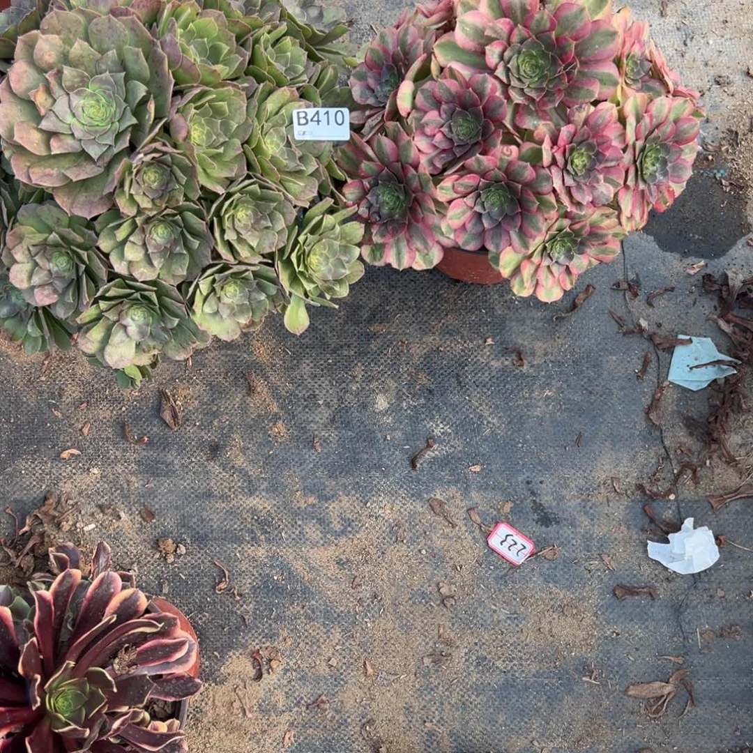 一***你410两颗组合多肉植物法师