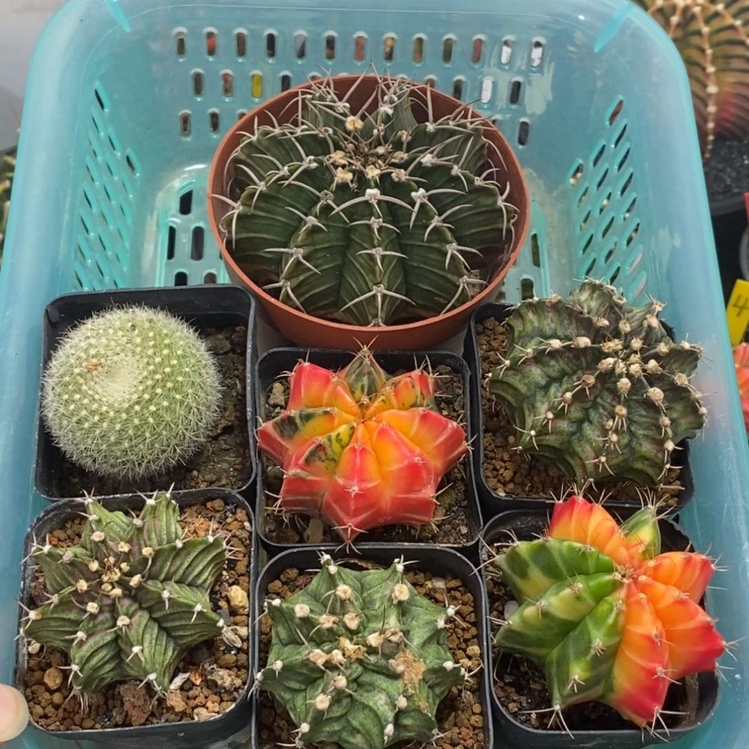 7个仙人球套餐—脱土发货