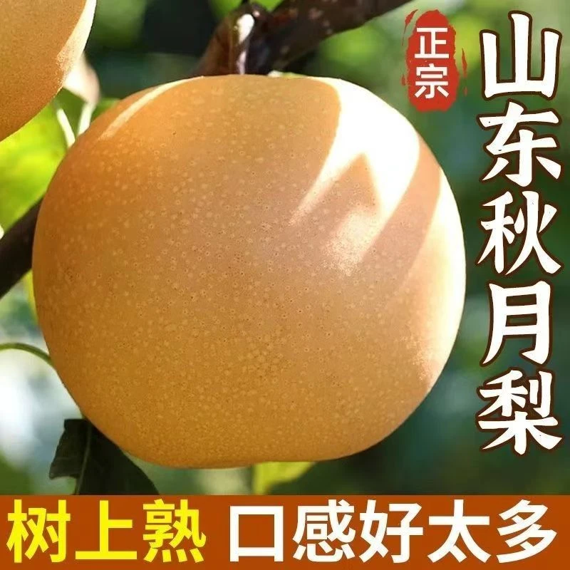山东脆甜秋月梨当季梨子新鲜水果薄皮多汁现摘包邮整箱5斤TZ