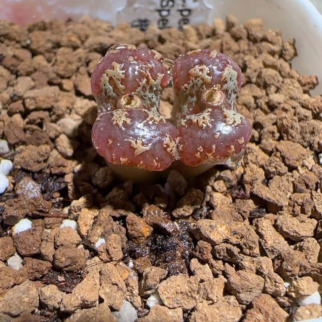 肉锥多肉植物组合-mro15、972
