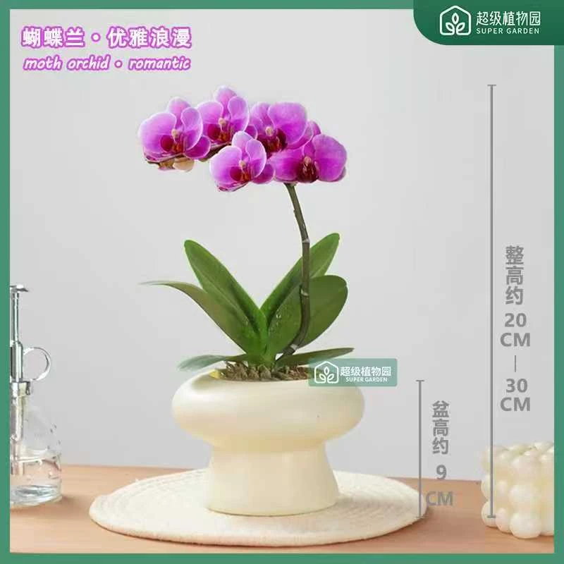 【带花带花苞发货】稀有蝴蝶兰宝贝波斯猫花卉盆栽室内桌面开花好养