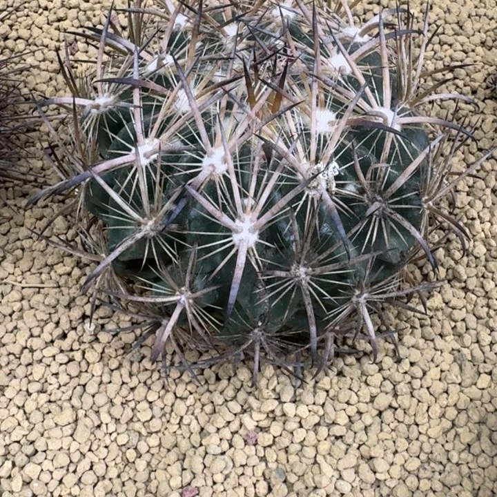仙人球，虎爪玉，有根