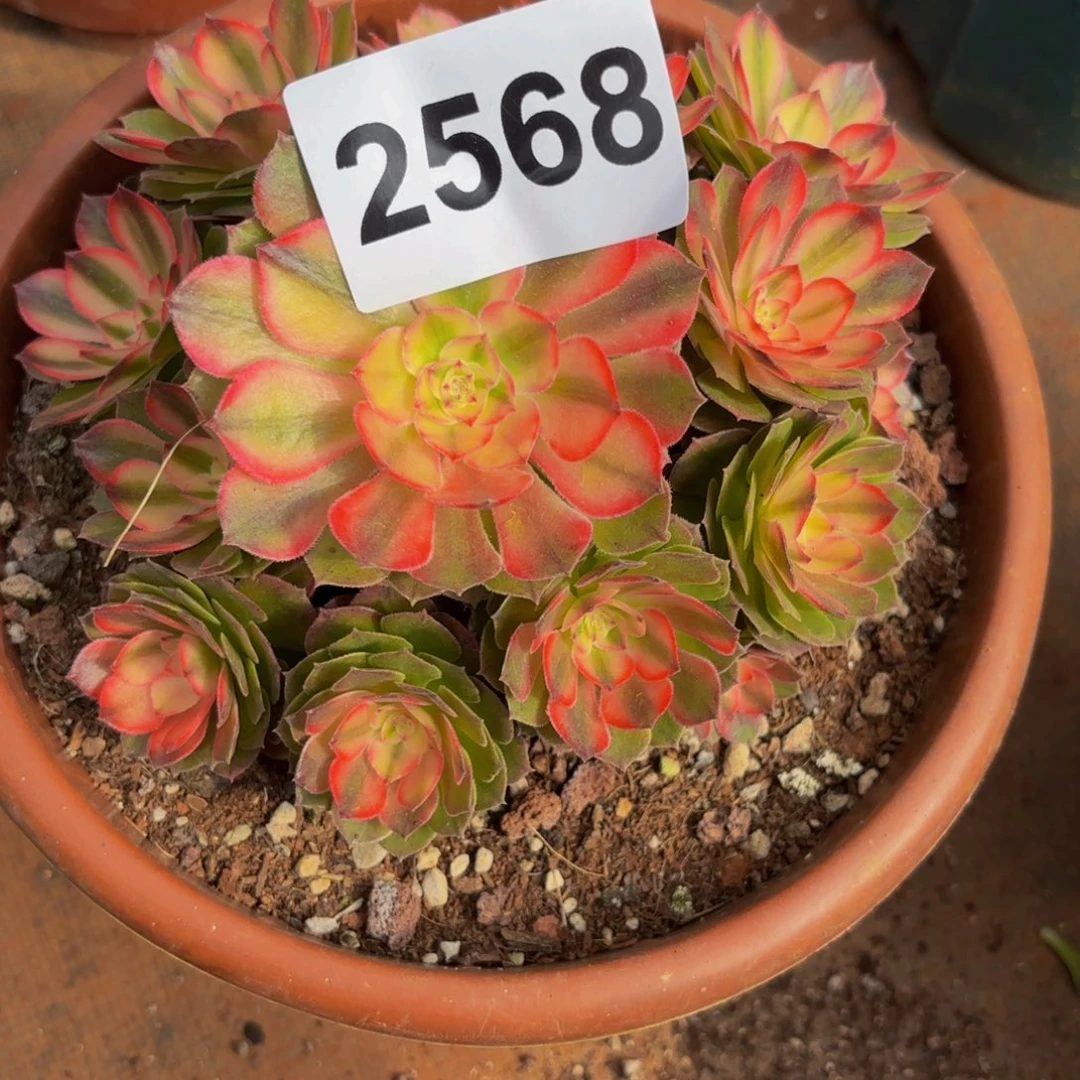 燕***子2568多肉植物荔枝特价