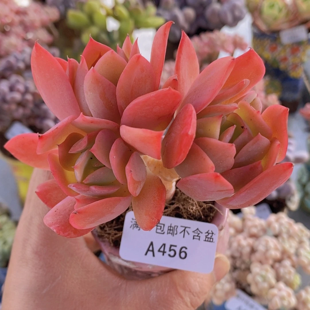 琦罗8cm456多肉植物