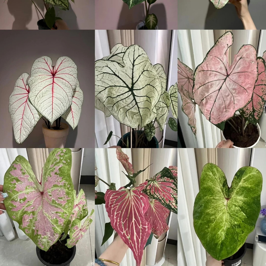 网红ins风室内盆栽彩叶芋耐热观叶类懒人植物
