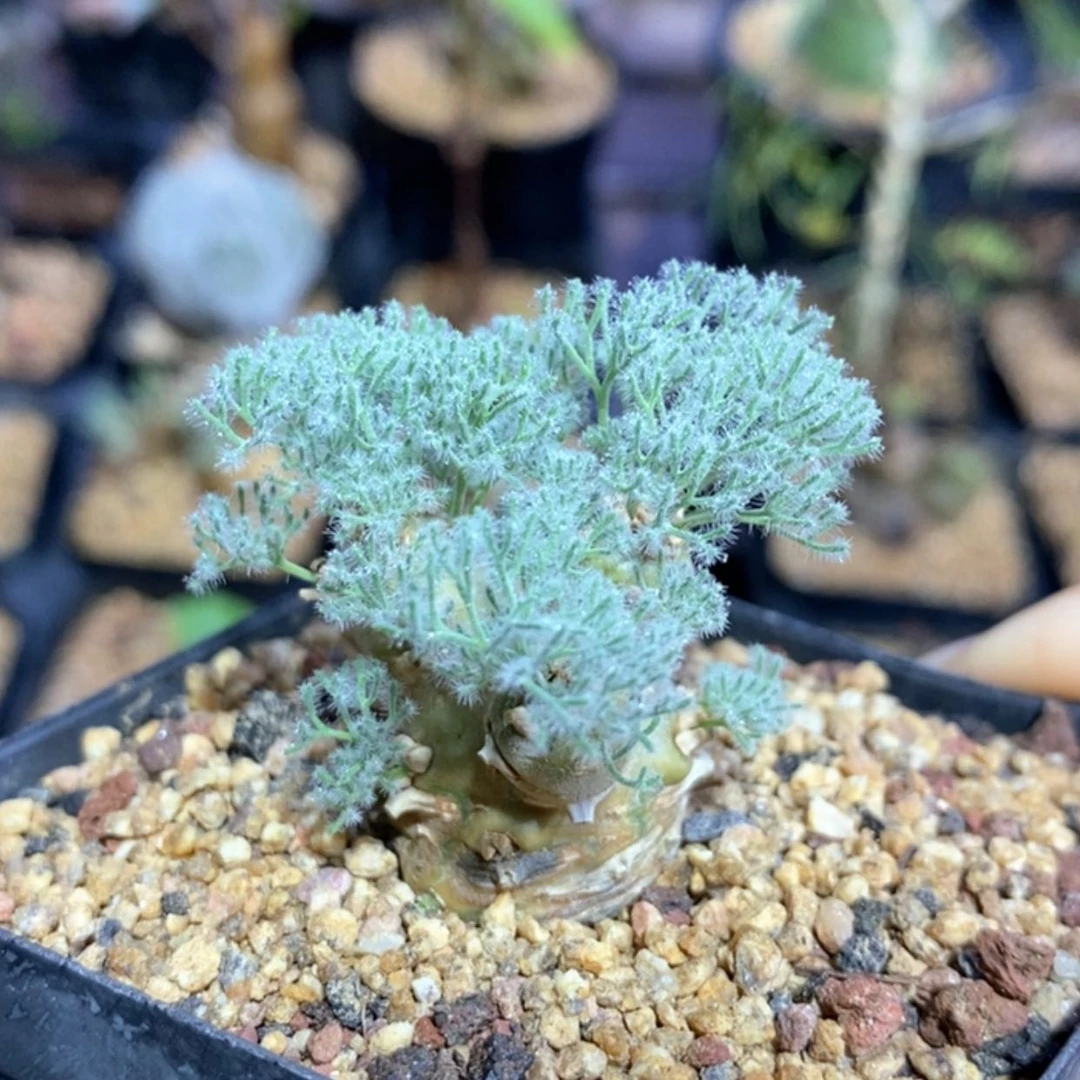 【闪购商品】白皮月界