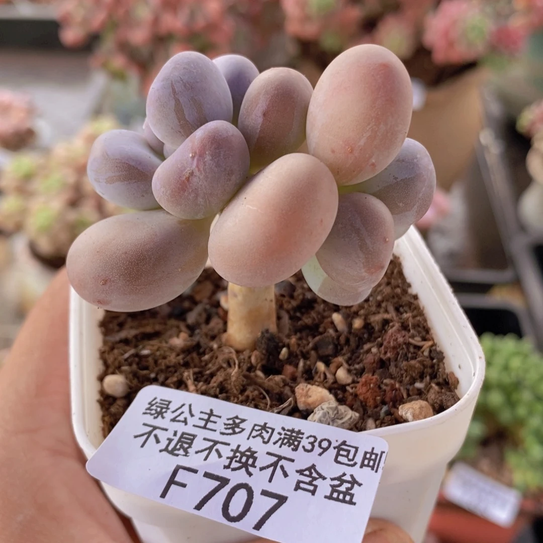 橙雪球老桩707多肉植物