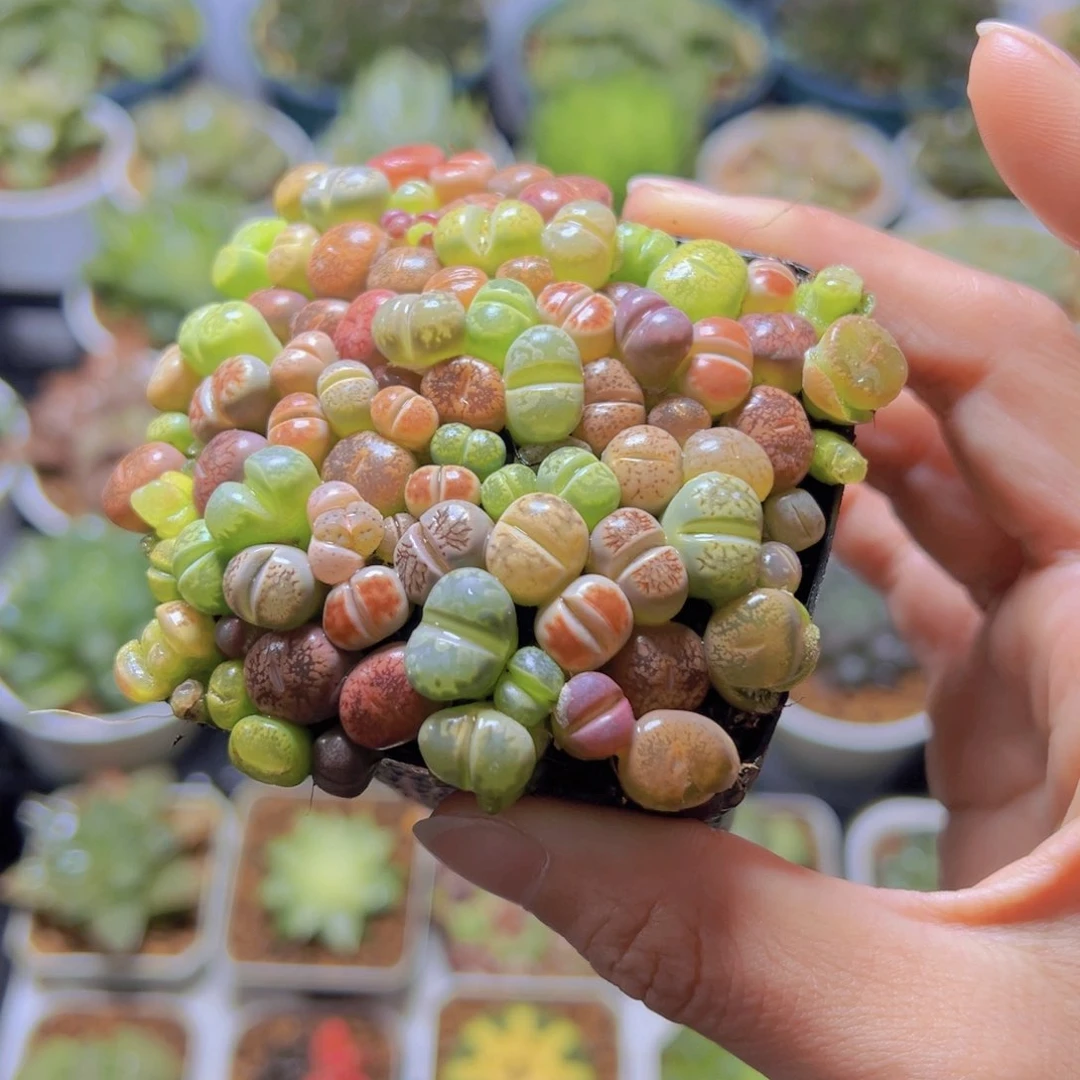 生石花玉露多肉多肉多肉