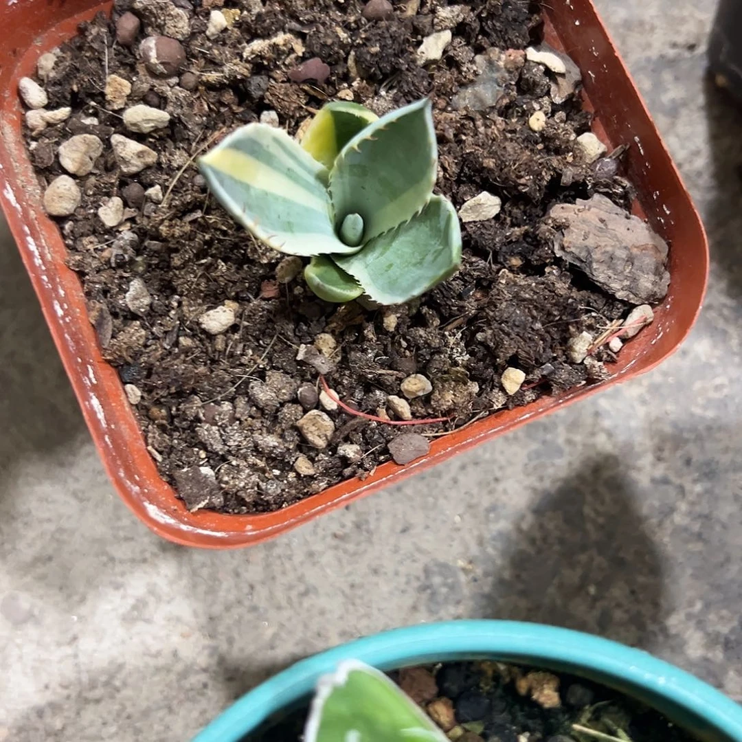 我****冰激凌勺子福克斯植物