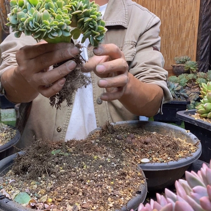 y***i319号星那塔多肉植物