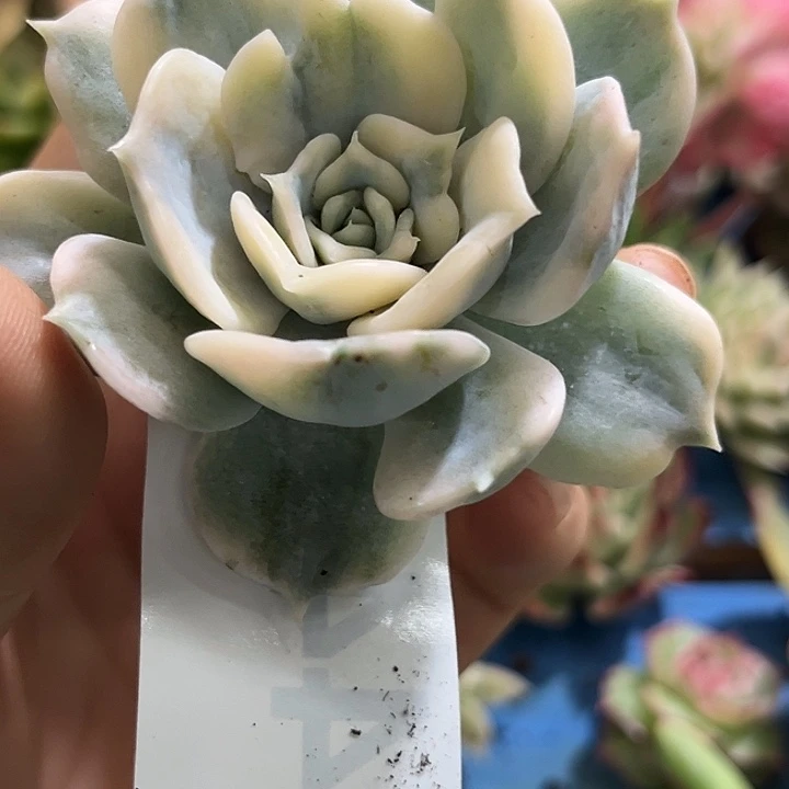 442丽娜锦炸多肉植物