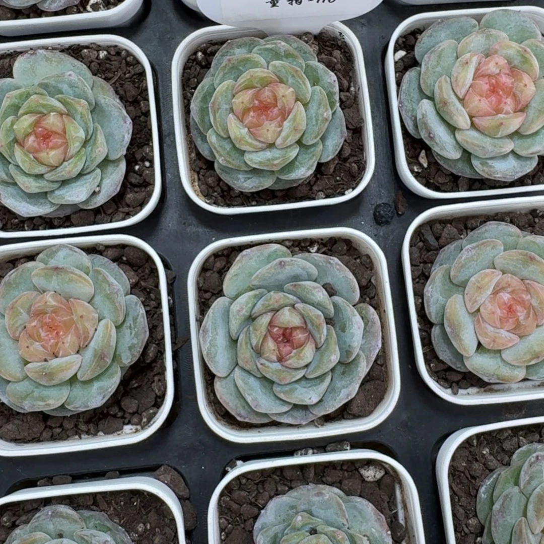 1108-116-大胖橘一颗量拍