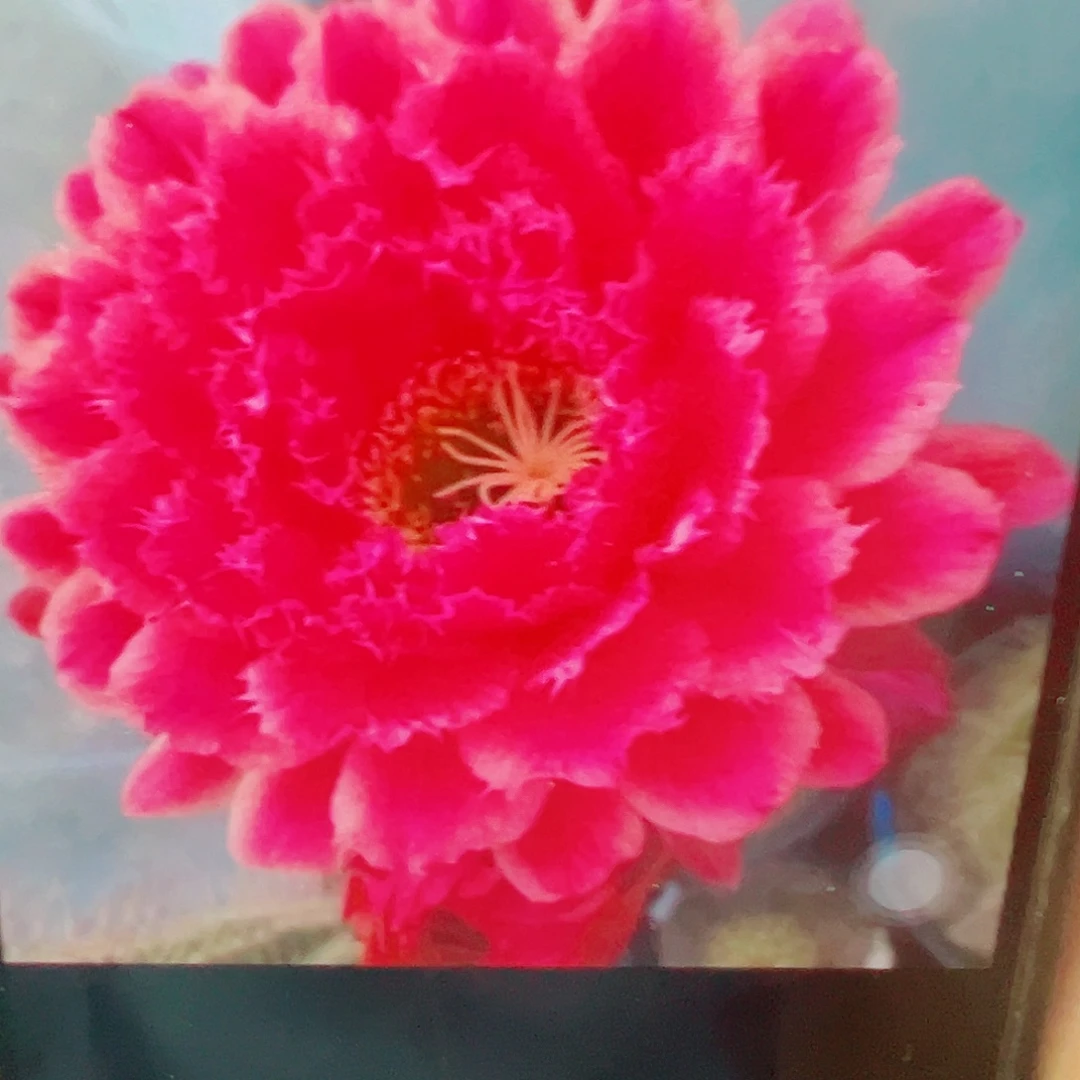 毛花柱 蒙娜丽莎 侧芽 满20包邮