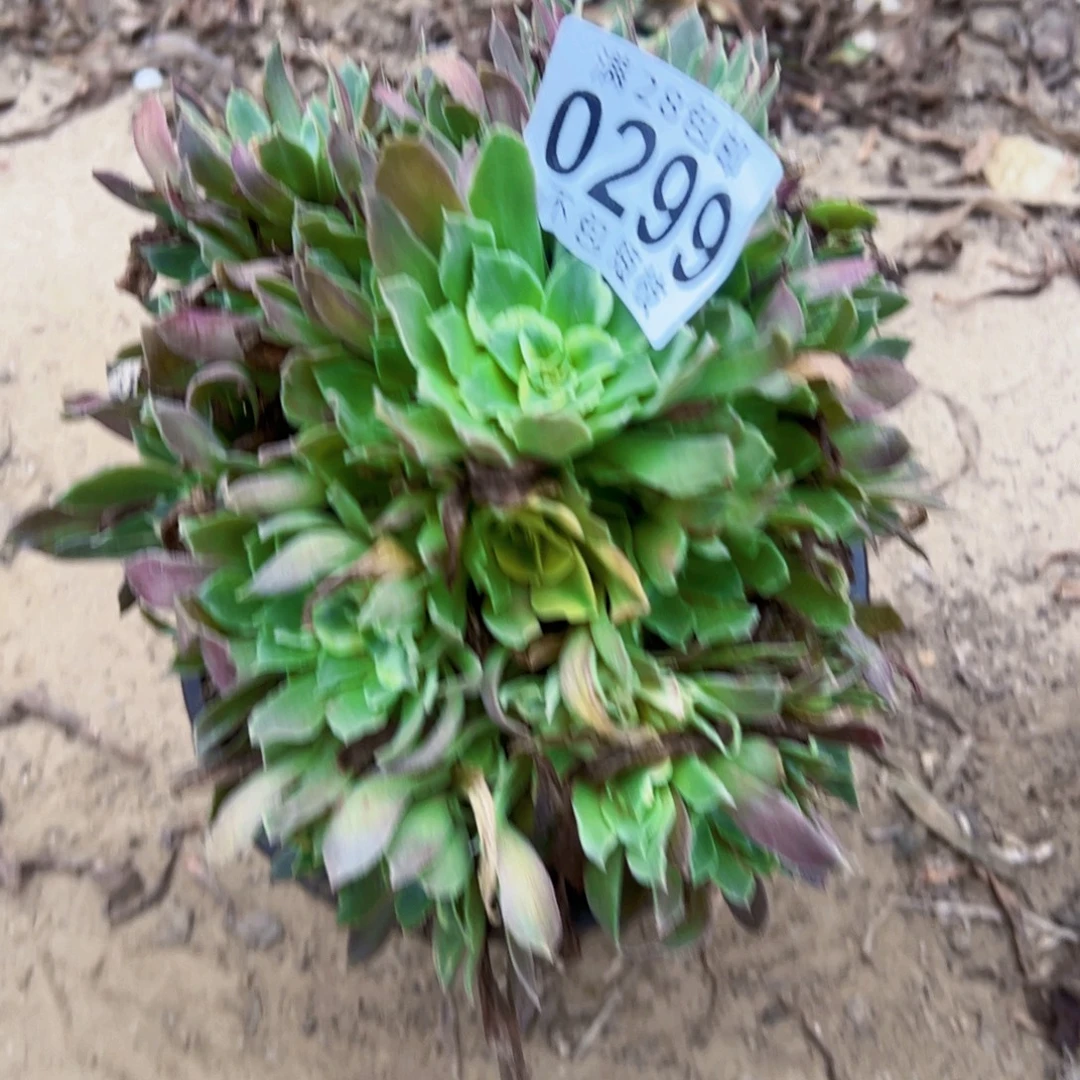 0299光辉多肉植物法师