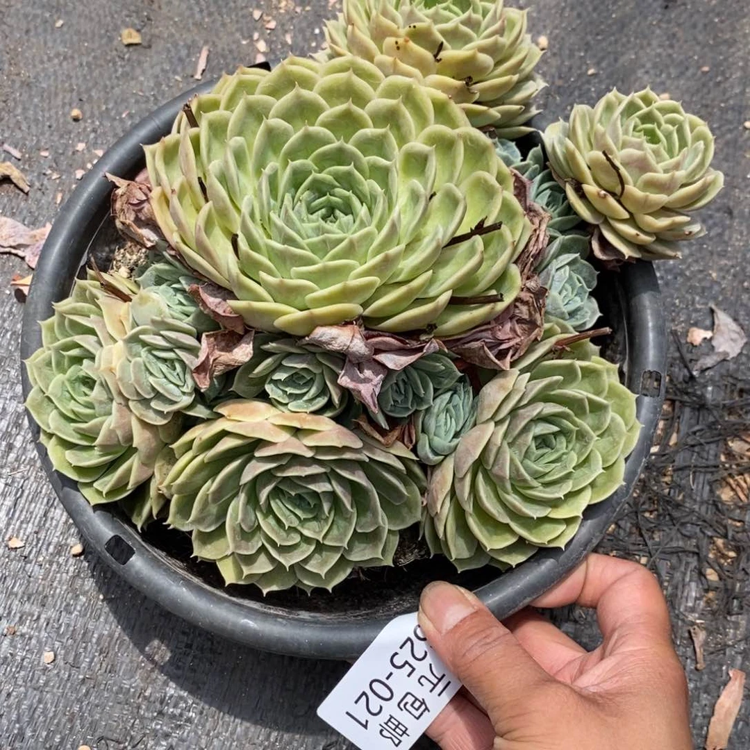 ?*莎夏悦多肉0625-21昂斯诺