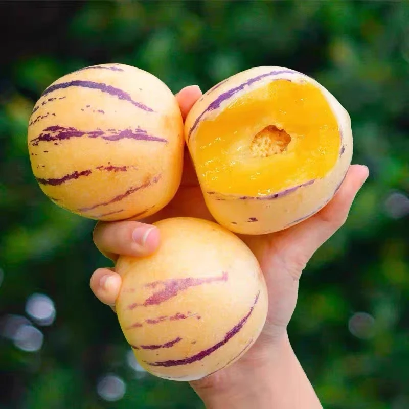 【树上熟-新鲜摘】云南石林新鲜圆果人参果黄肉树熟清甜多汁带箱