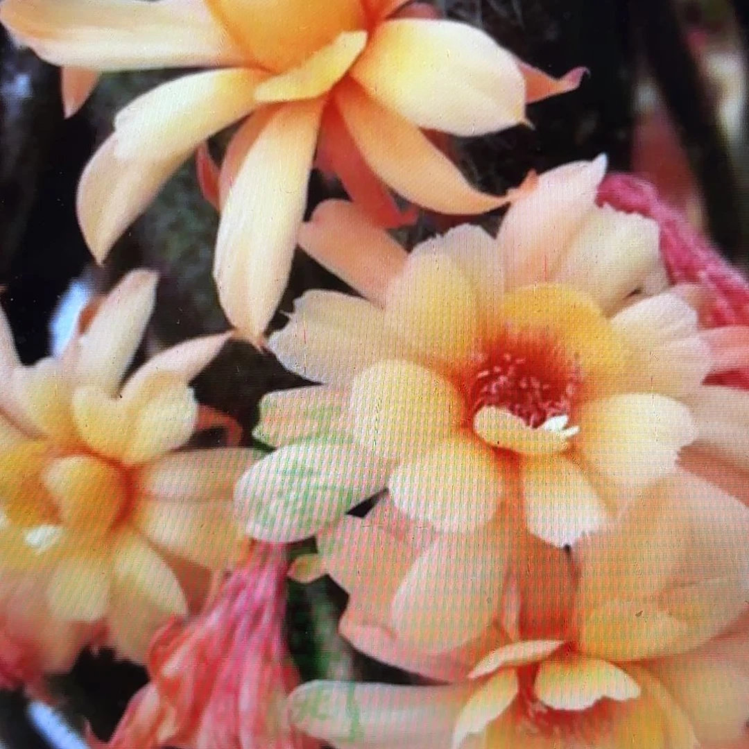 3颗金妞14 侧牙20包邮22