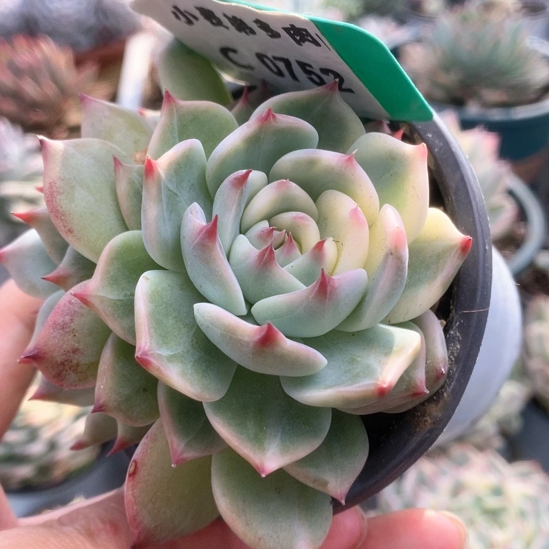 752锦锦锦锦锦锦锦锦