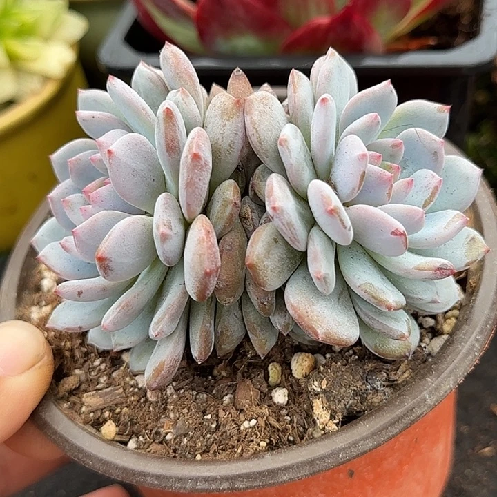 物芙蓉惊鸿一物一拍包装收缩花旱