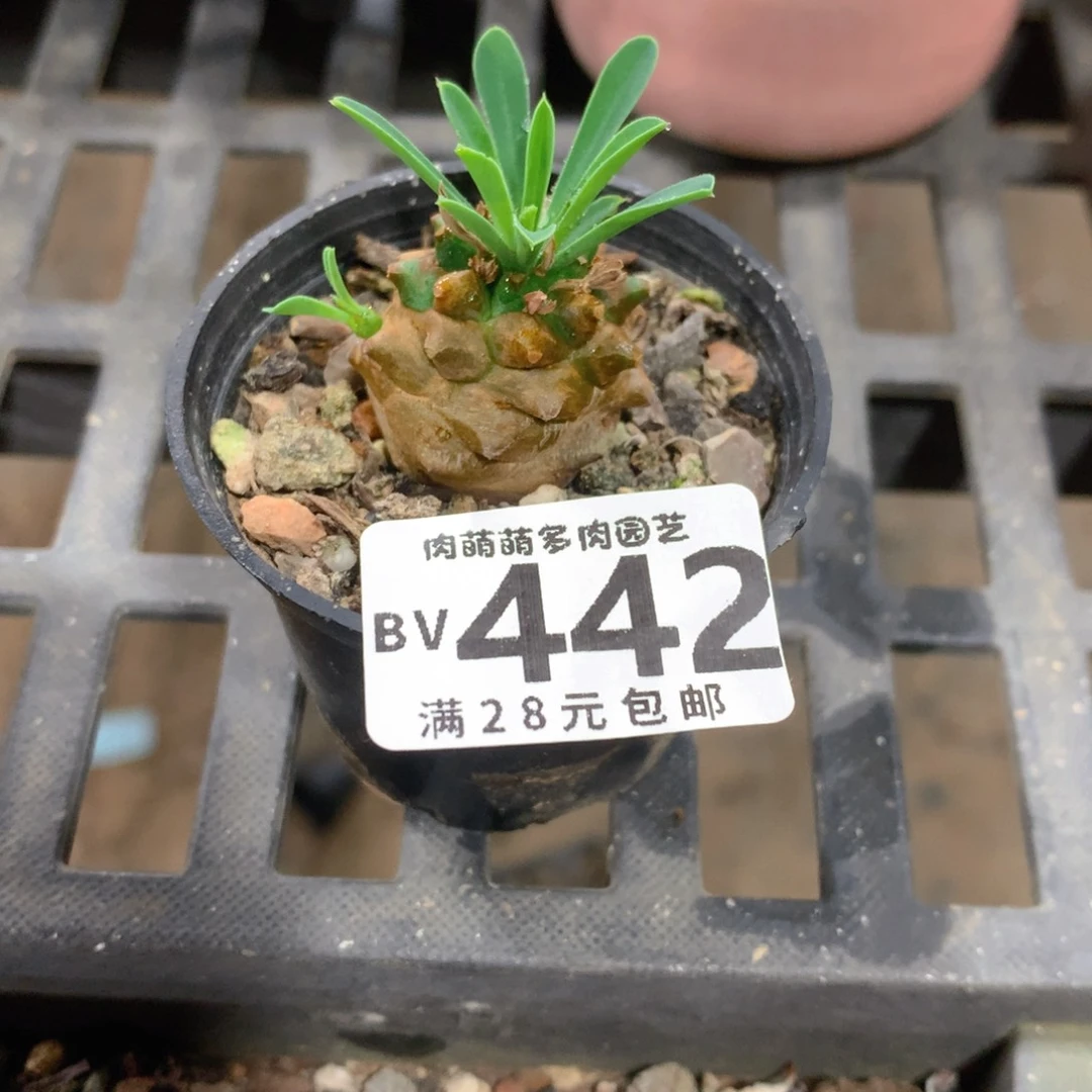 肉萌萌5cm拇指盆精控多肉BV442