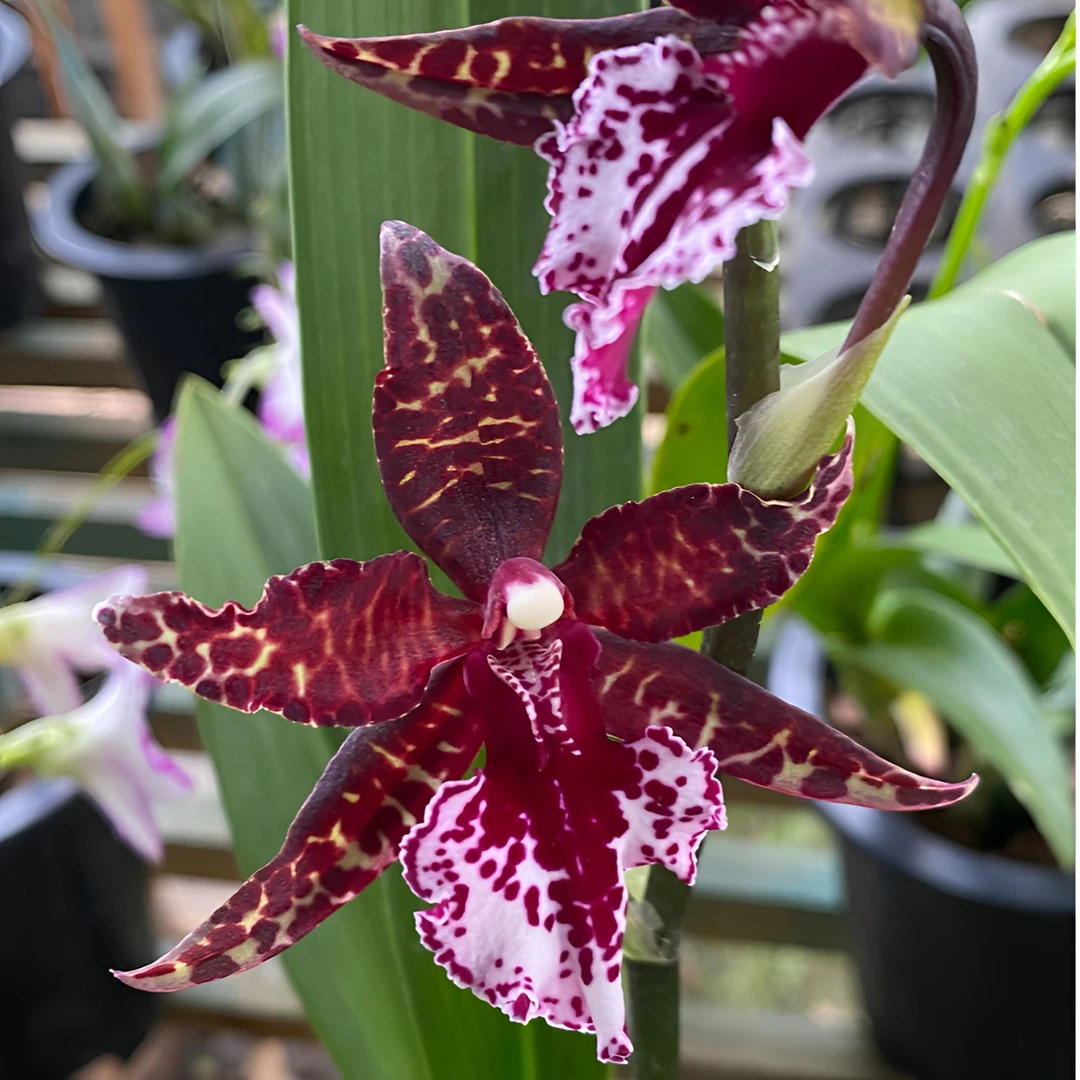 蜘蛛兰 混血王子 中大花文心兰 花色独特 130号盆 壮苗带花剑花苞