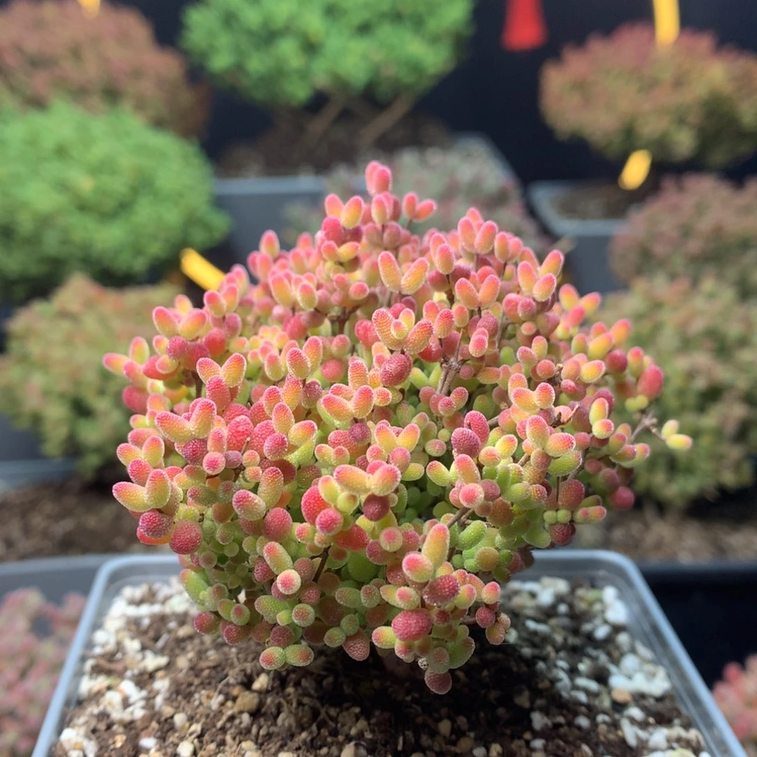 c203蜜橘糖球枝干番杏